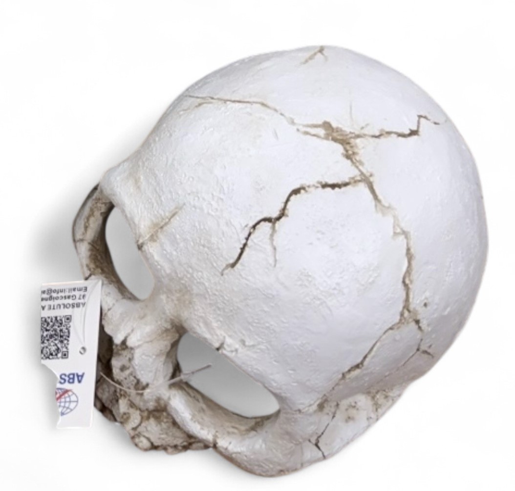 POS43G Skull M Glow 14x18x12