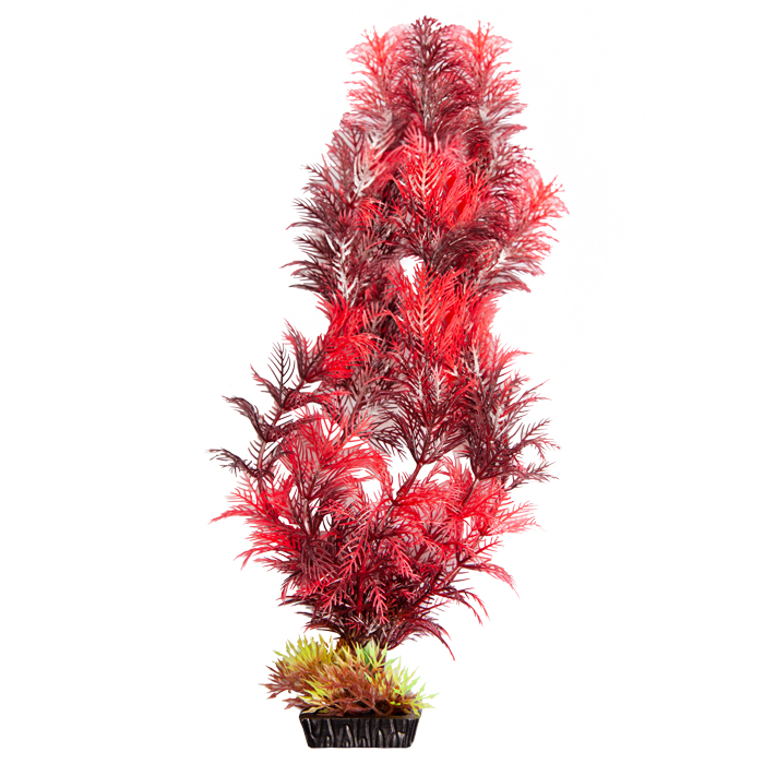 Ecoscape Medium Cabomba Red