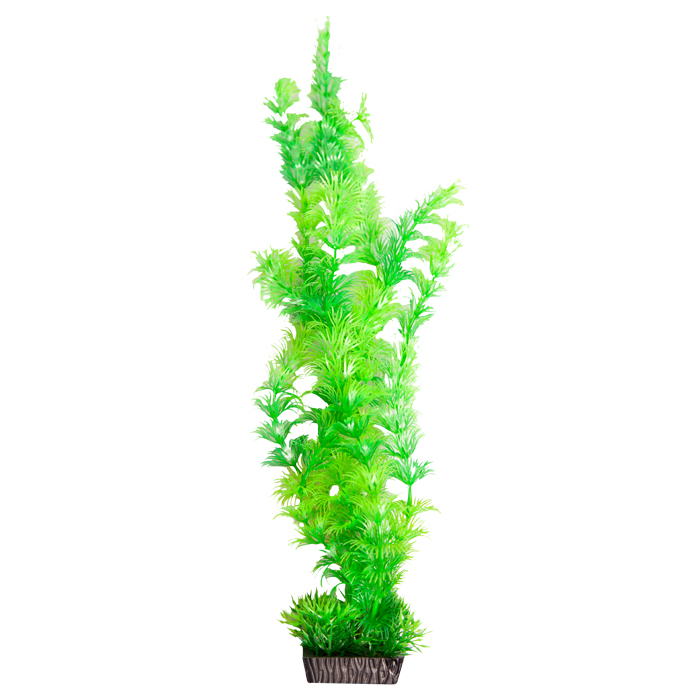 Ecoscape Small Ambulia Green