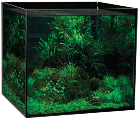Freshwater aquarium
