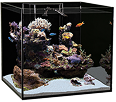 Saltwater Aquarium