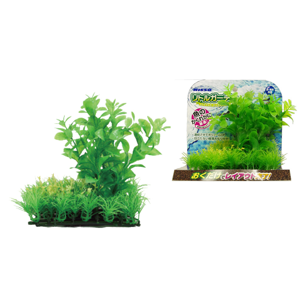 Nisso Little Garden Pennywort (nap-501)