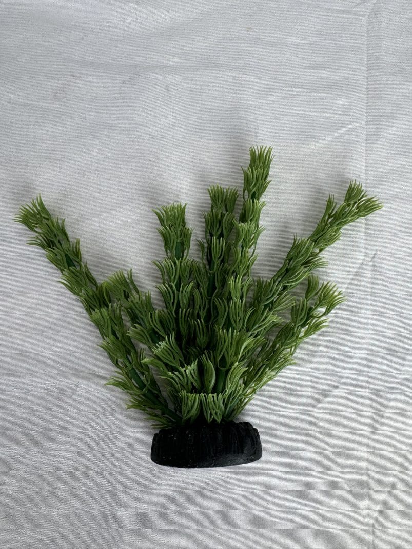 Nisso Soft Ornamental Plants, Medium Ambulia (nap-609)