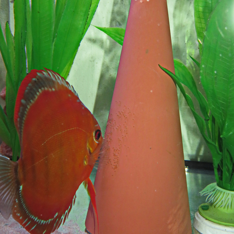 Jbl Discon (plastic Discus Spawning Cone)