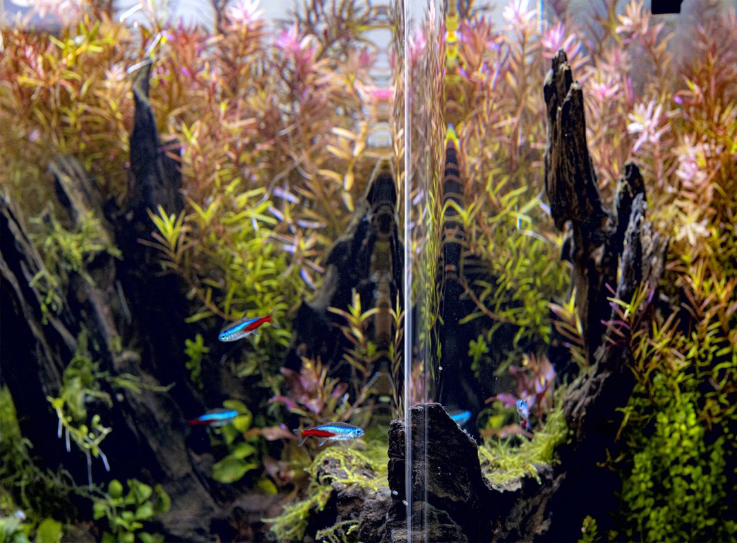 Aquael Optitank Rounded 30 White 29x29x35cm 29lt